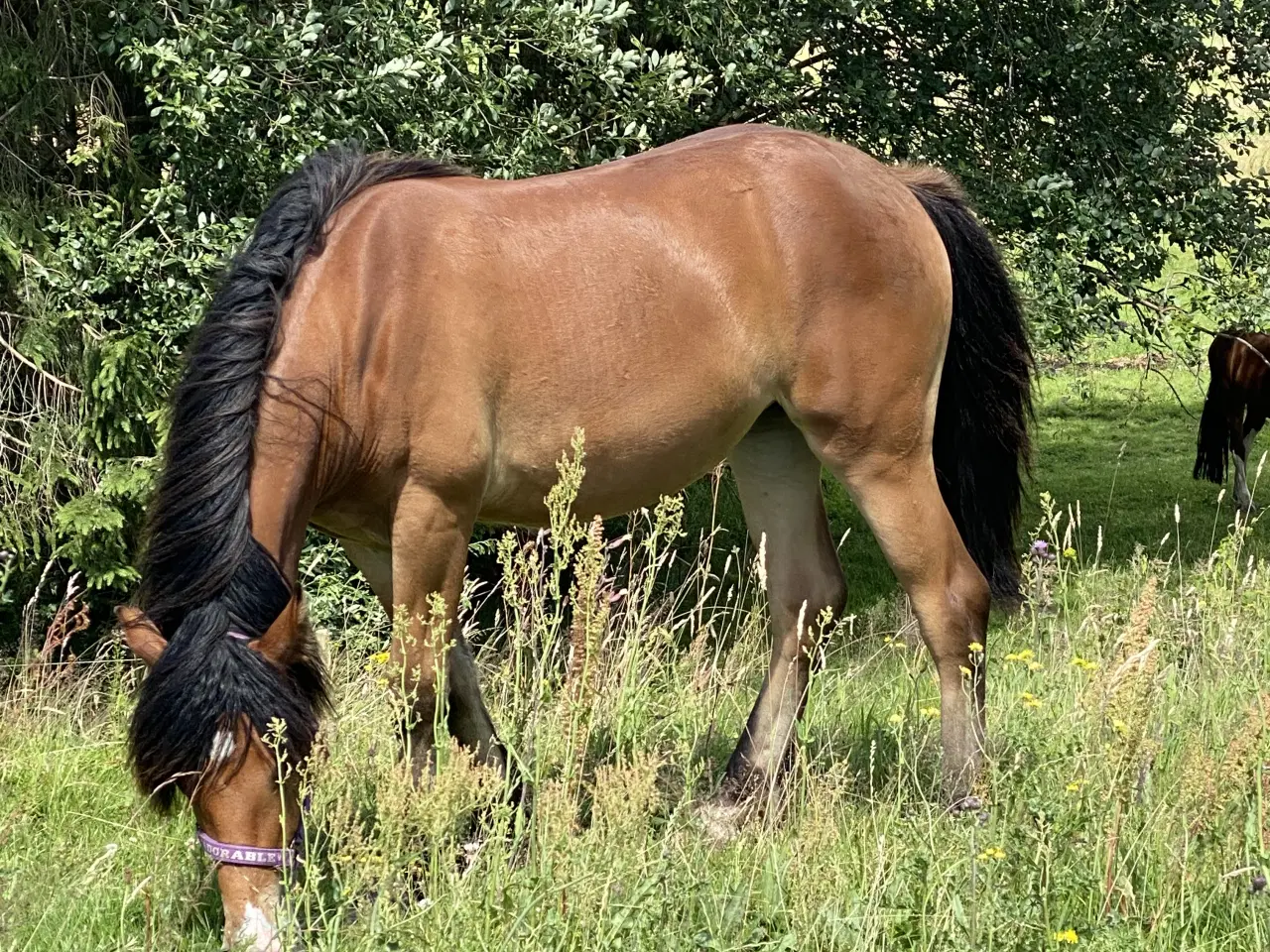 Billede 1 - Hoppe byttes til vallak