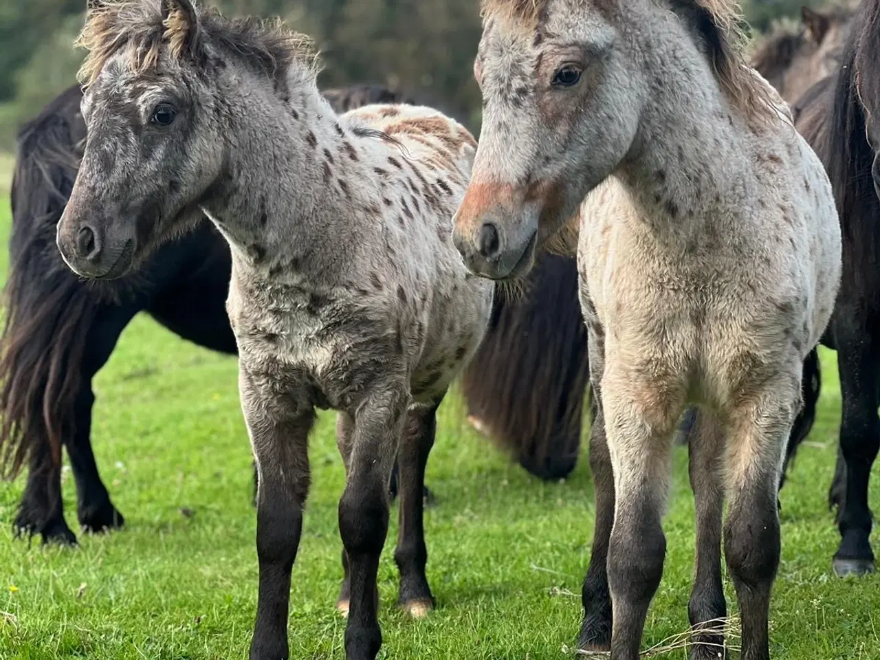 Billede 1 - Plettet pony føl!