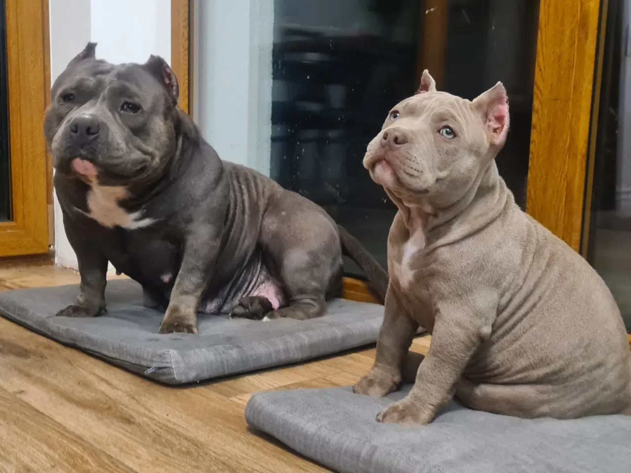 Billede 11 - American Bully pocket 