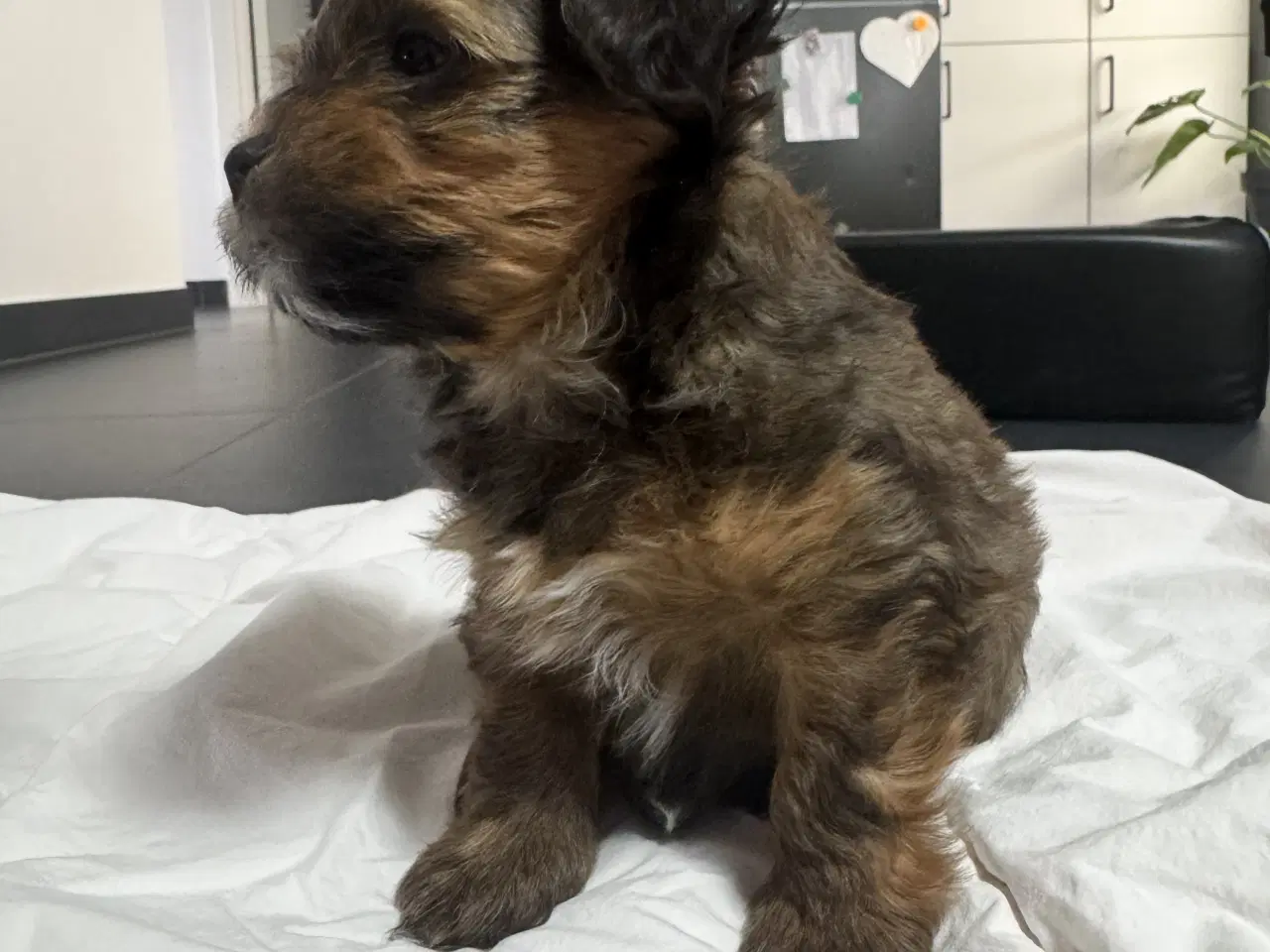 Billede 15 - Bichon havanaiser hvalpe med stamtavle 