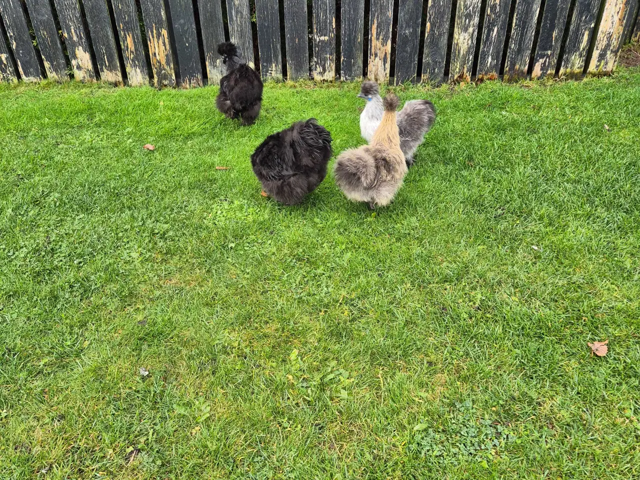 Billede 2 - Dværg Silke høns