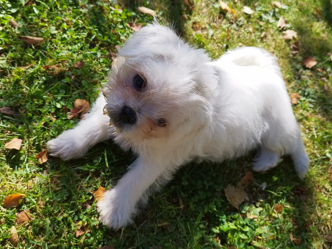 Billede 1 - Mops / Coton de tulear