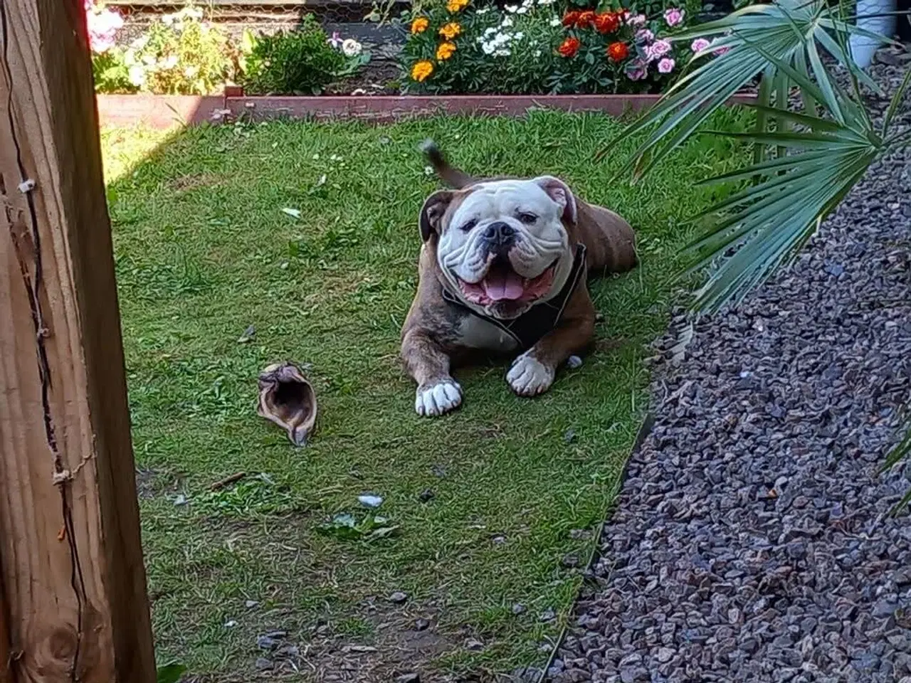 Billede 9 - Old english bulldog