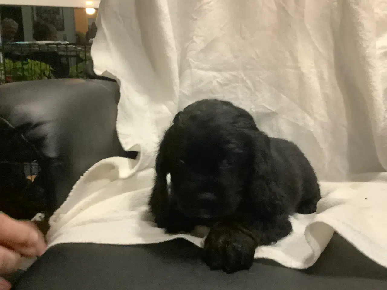 Billede 3 - Cockapoo.