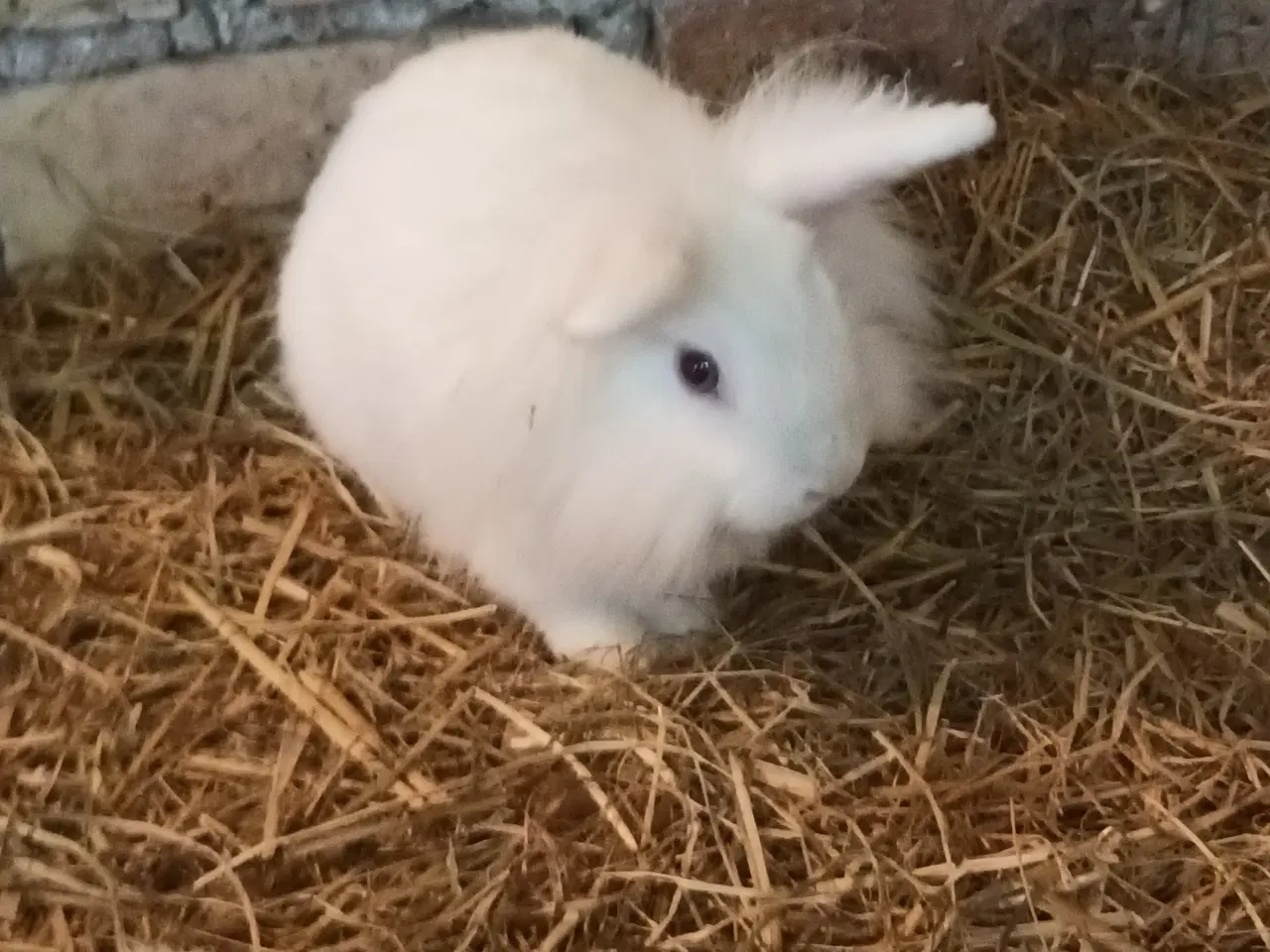 Billede 1 - Kanin