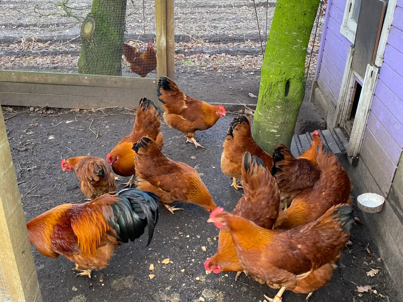 Billede 3 - New Hampshire kyllinger og rugeæg.