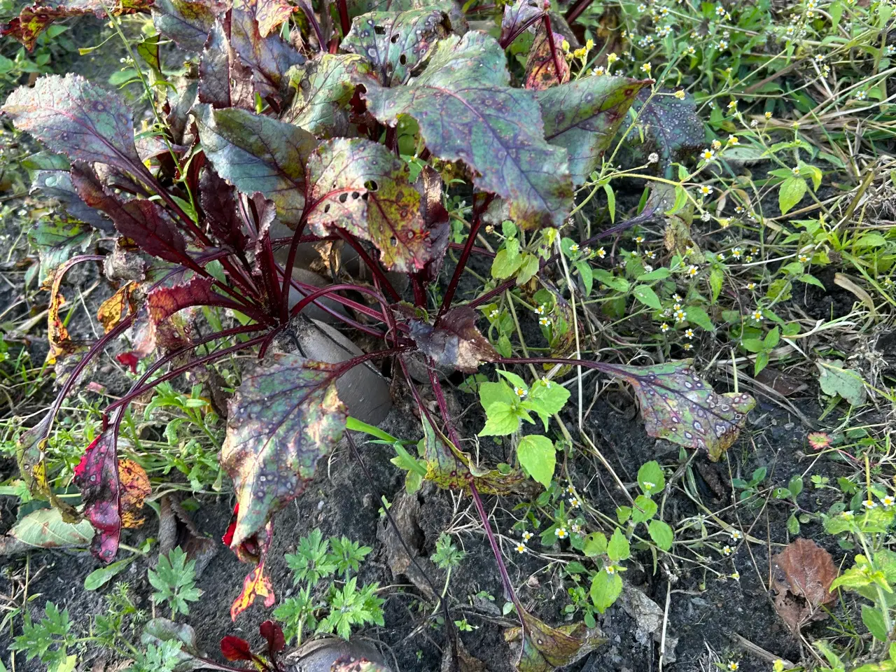 Billede 3 - Hjemmedyrket rødbeder, porrer og pastinakker sæl