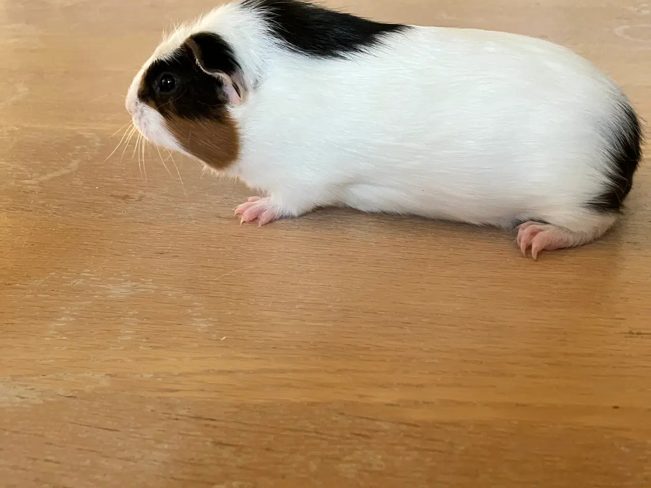 Billede 9 - Smukke marsvineuger