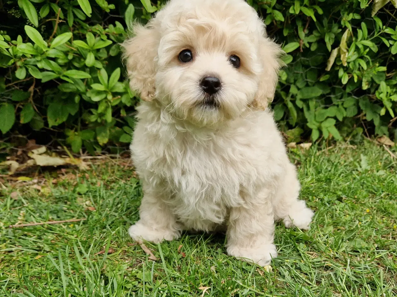 Billede 4 - Havapoo Bamser Puddel & Bichon Havanais