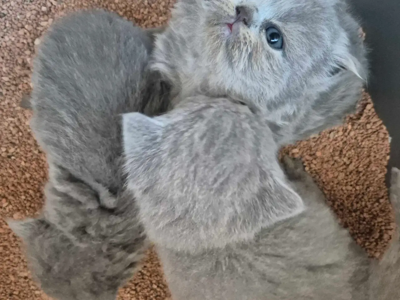 Billede 11 - 🐾 British Shorthair killinger 