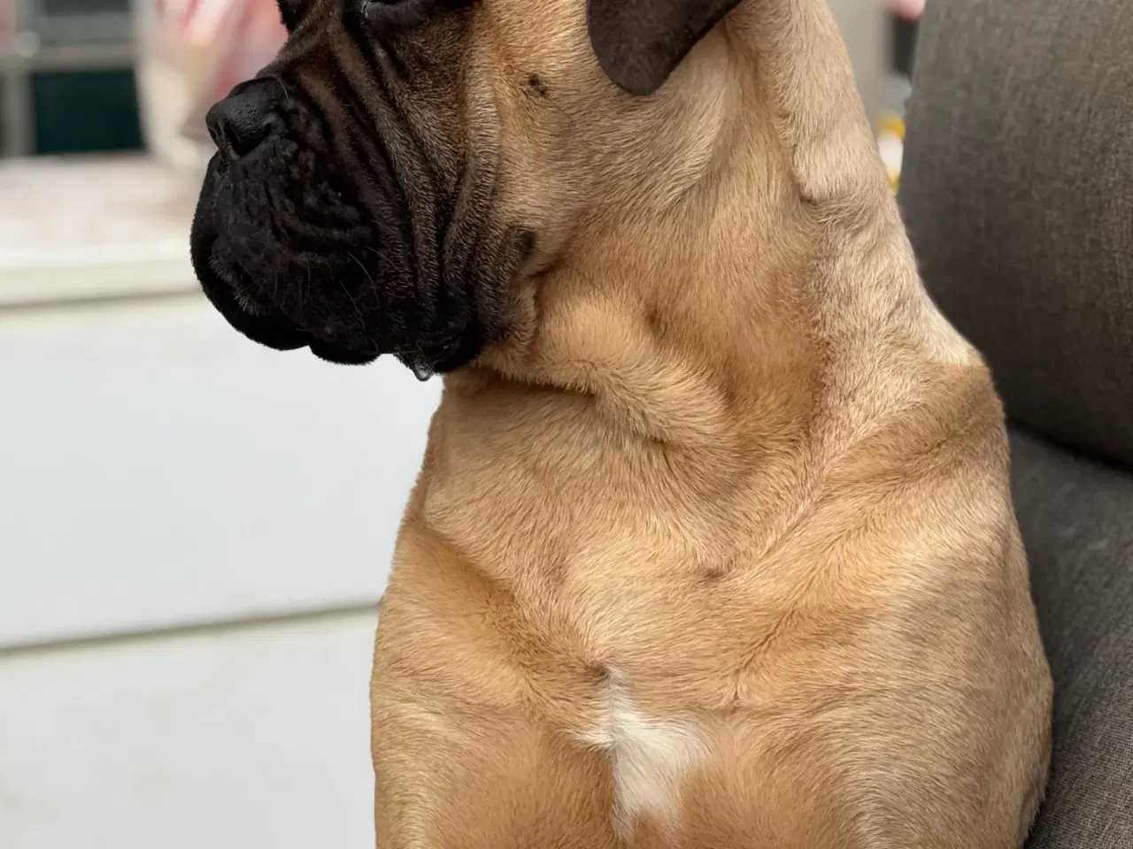 Billede 3 - Bullmastiff tilbydes til avl