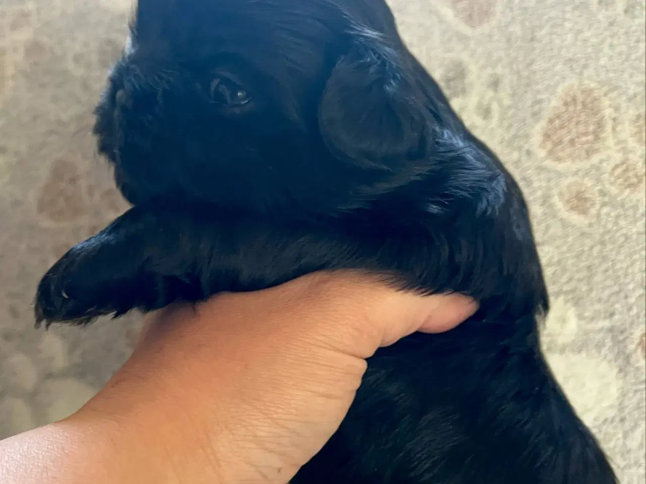 Billede 3 - Shih Tzu hvalpe