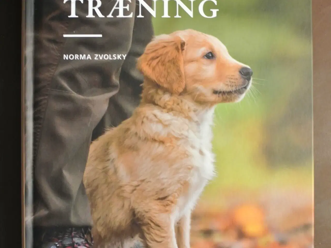 Billede 1 - retriever hvalpetræning af norma zvolsky