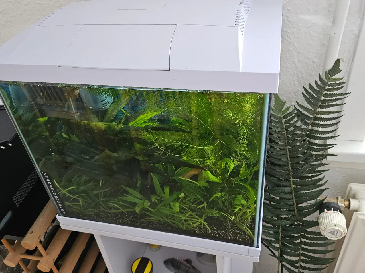 Billede 2 - Akvarie med indhold
