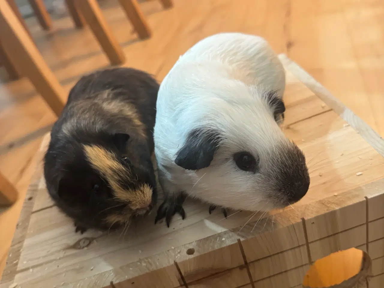 Billede 2 - 🐹 To søde han marsvin søger nyt hjem 🏡