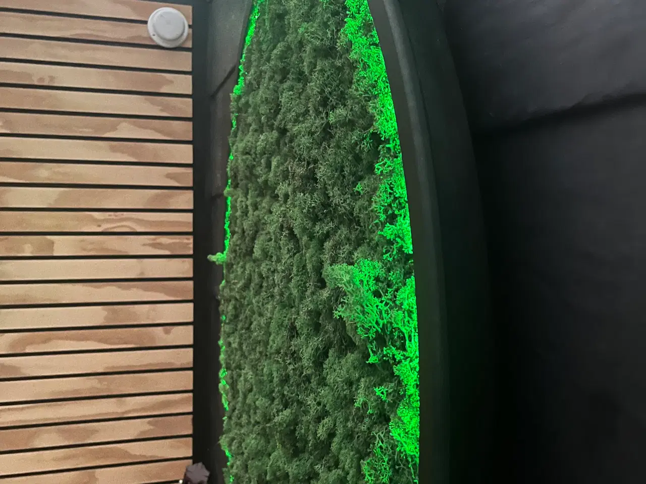 Billede 5 - Mos billede med LED