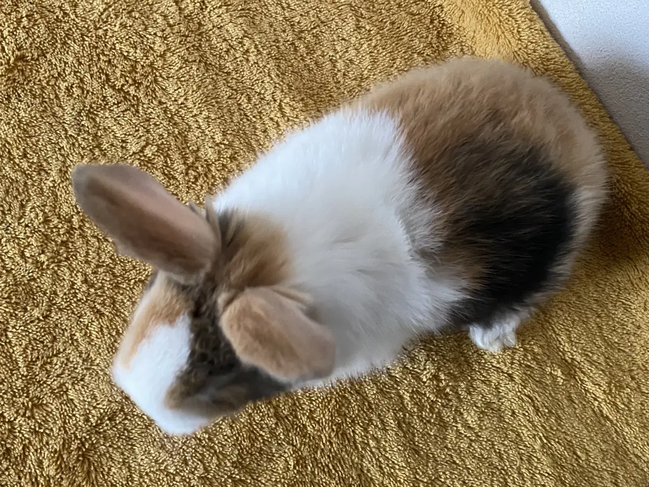 Billede 8 - HOLLÆNDER HUN JAPANER SORT/GUL