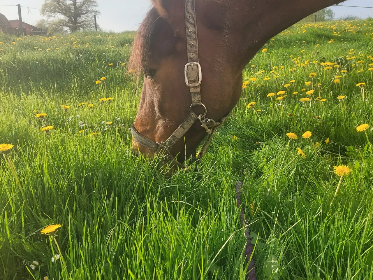 Billede 1 - Den bedste pony kat 1 