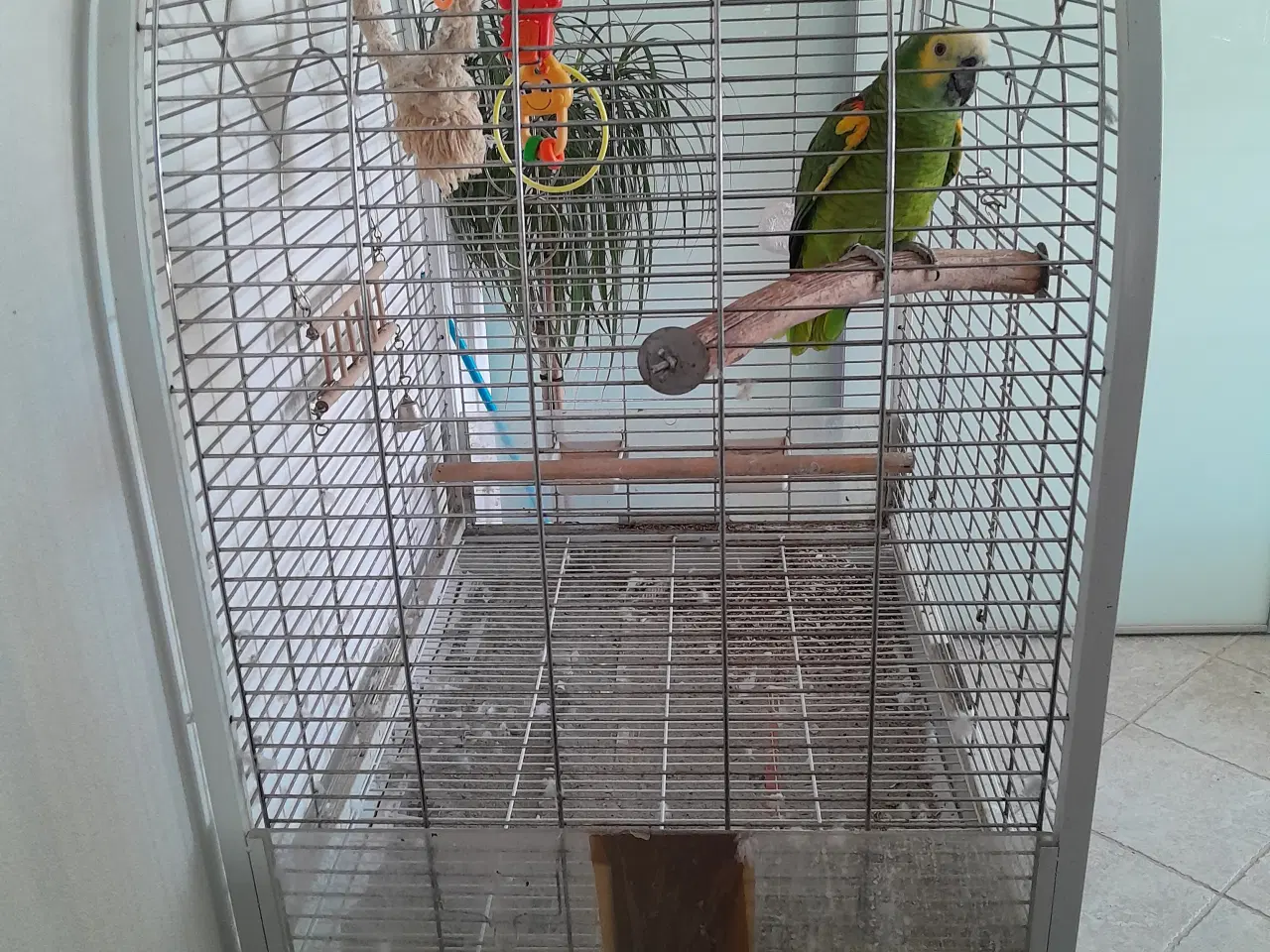 Billede 2 - Papegøjer og bur