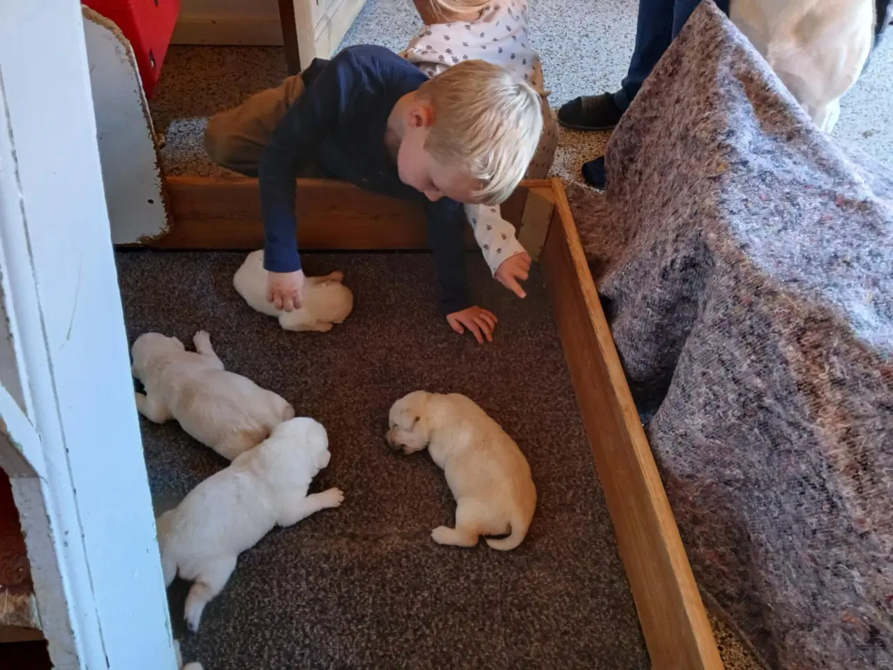 Billede 11 - Gule Labrador hvalpe