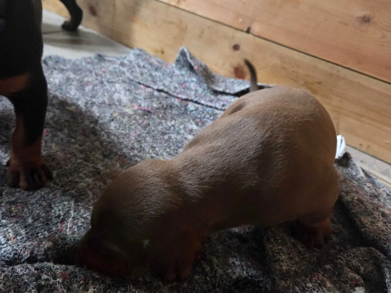 Billede 15 - Dobermann hvalpe