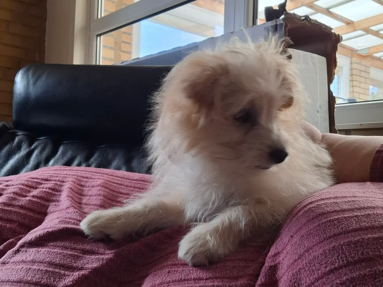 Billede 9 - Pompoo hvalpe 1 drenge klar nu