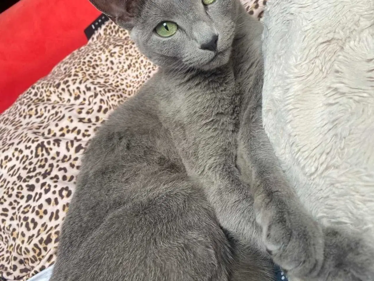 Billede 7 - Russian blue pige