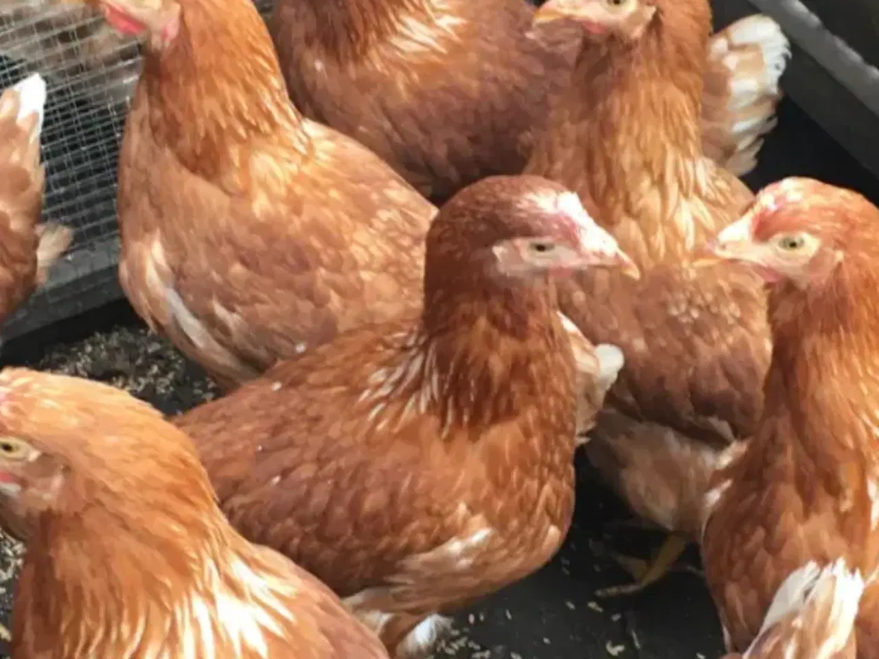 Billede 1 - Isa Brown 19 uge