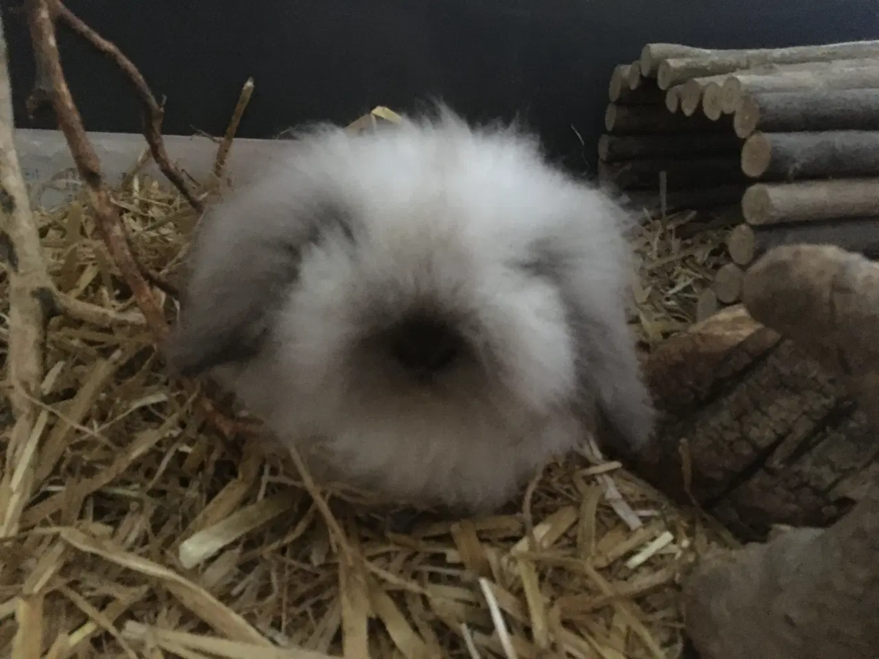 Billede 6 - Molly søger nyt hjem