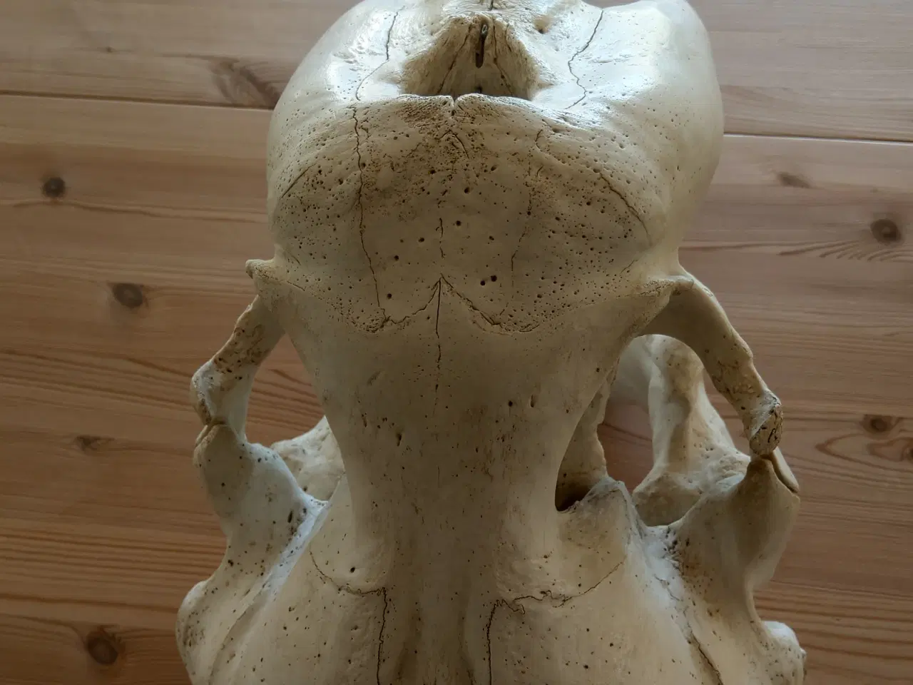 Billede 3 - Hvalroskranie, hvalros, tænder og kranie.