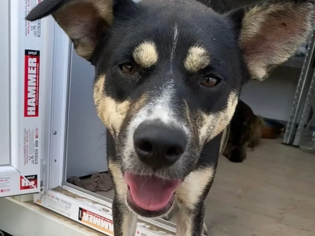 Billede 2 - Sødeste Sunny søger familie 