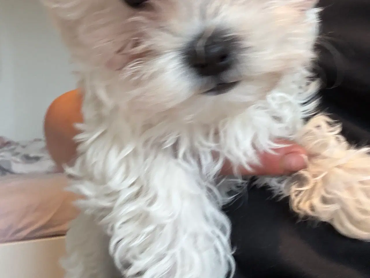 Billede 3 - Tre hvalpe Maltese 2 måned