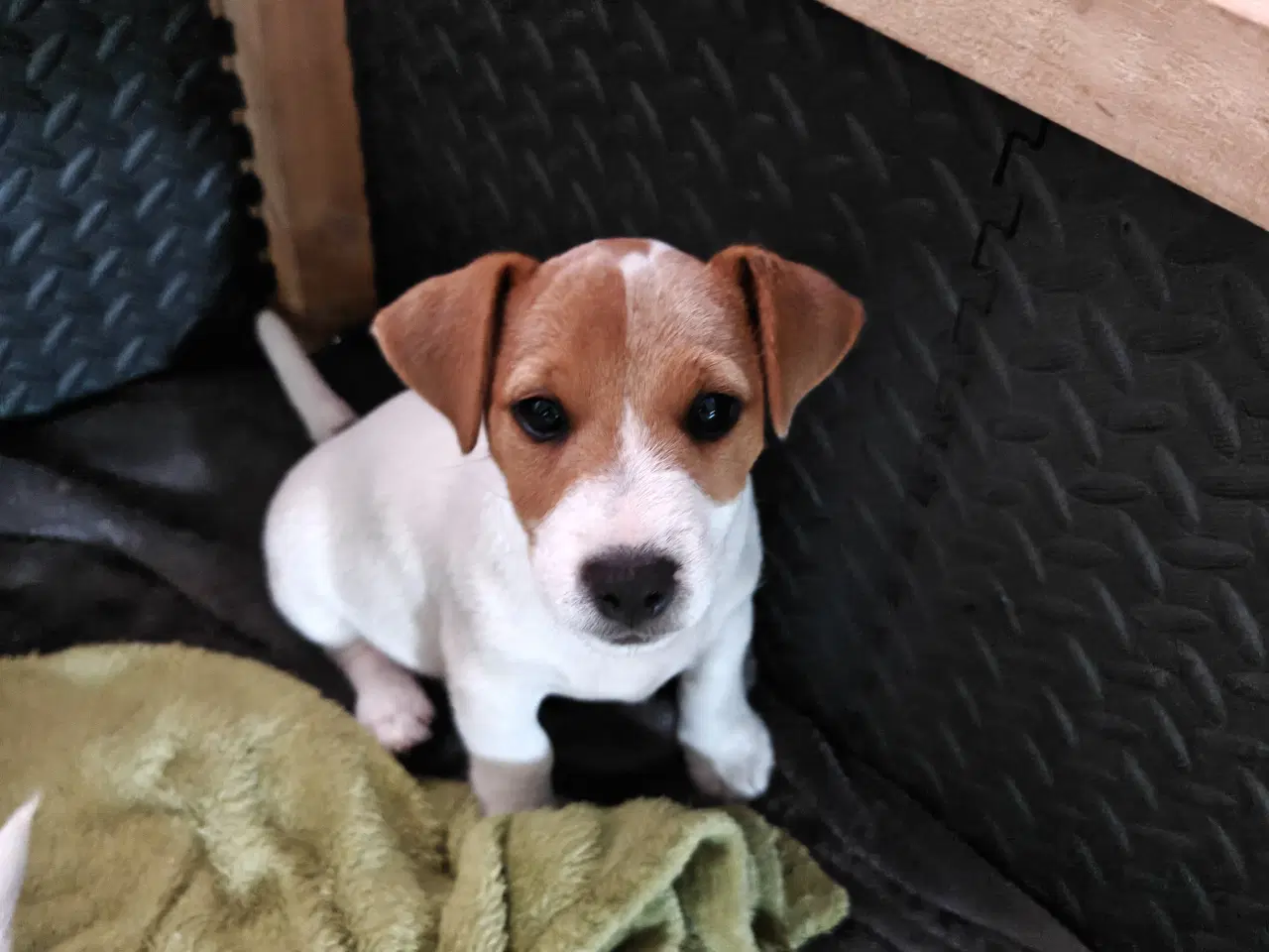 Billede 6 - Lækker Jack Russell Terrier hvalpe