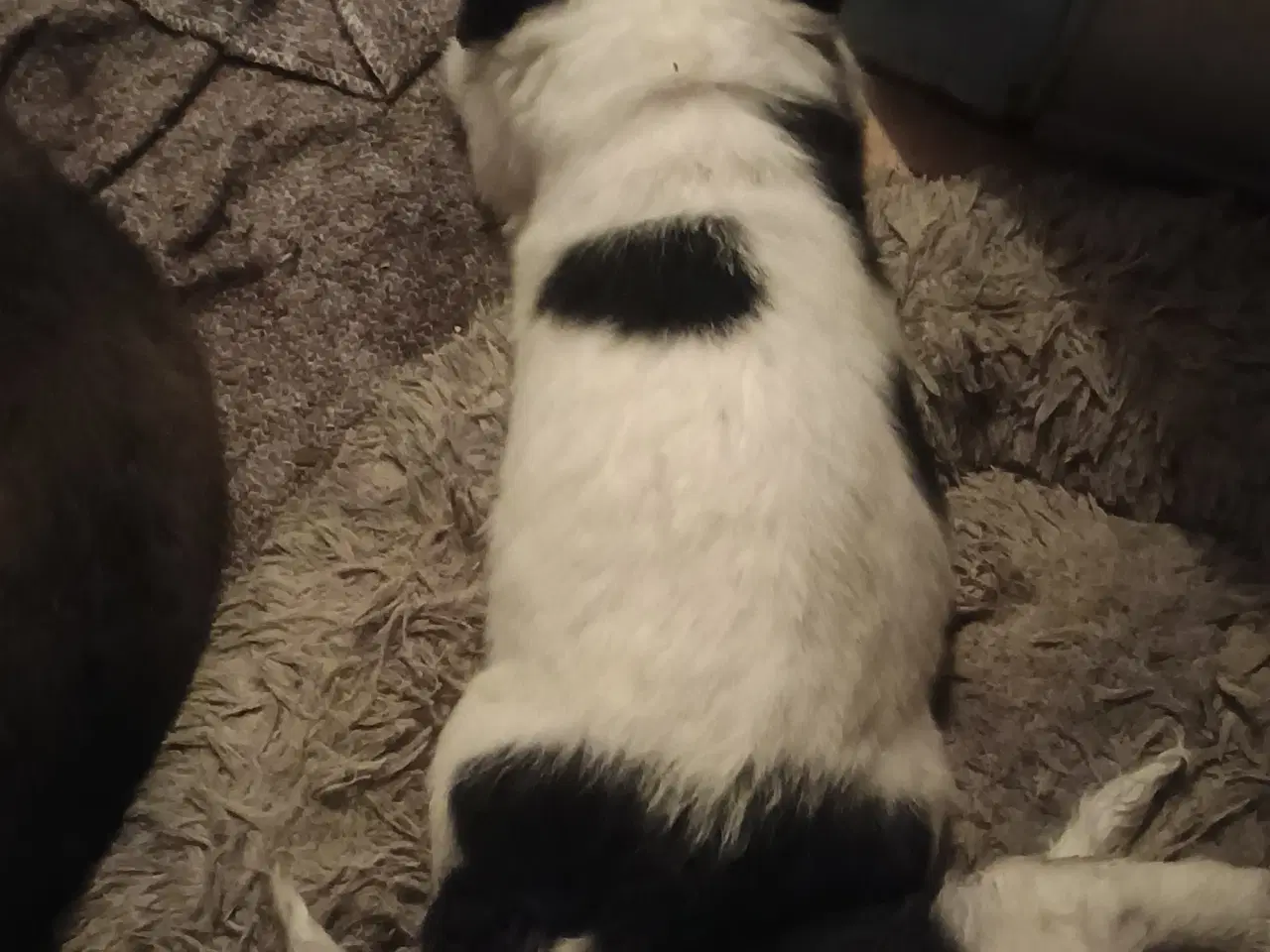 Billede 4 - Cocker Spaniel/Berner Sennen Is.Fårehund