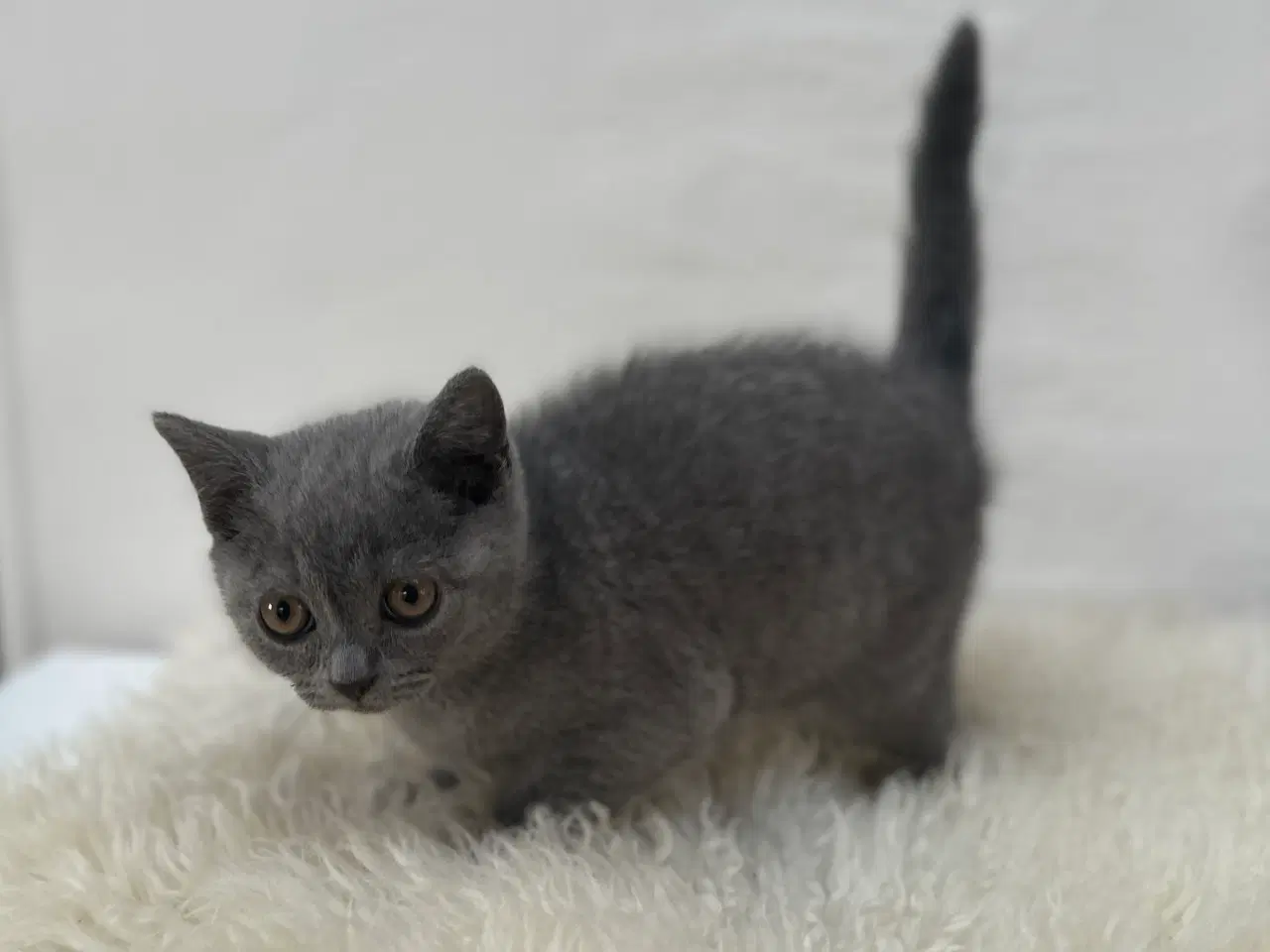 Billede 3 - ✨✨Salgsklare Blue British Shorthair killinger✨