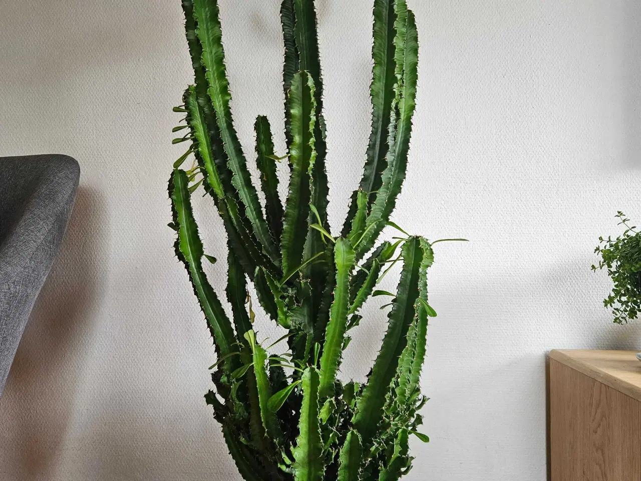 Billede 3 - Kaktus