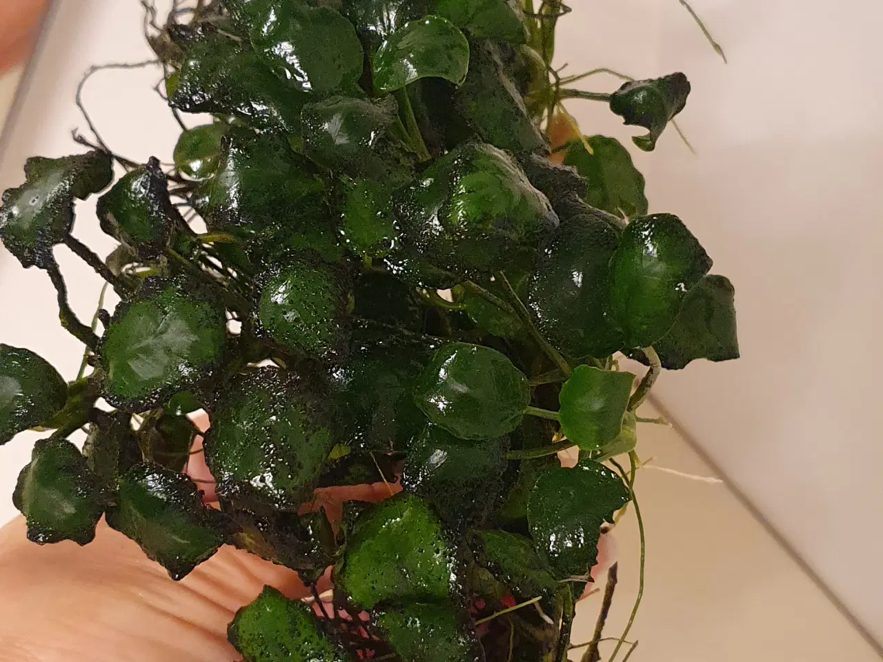 Billede 2 - Anubias. Akvarie planter 25x10