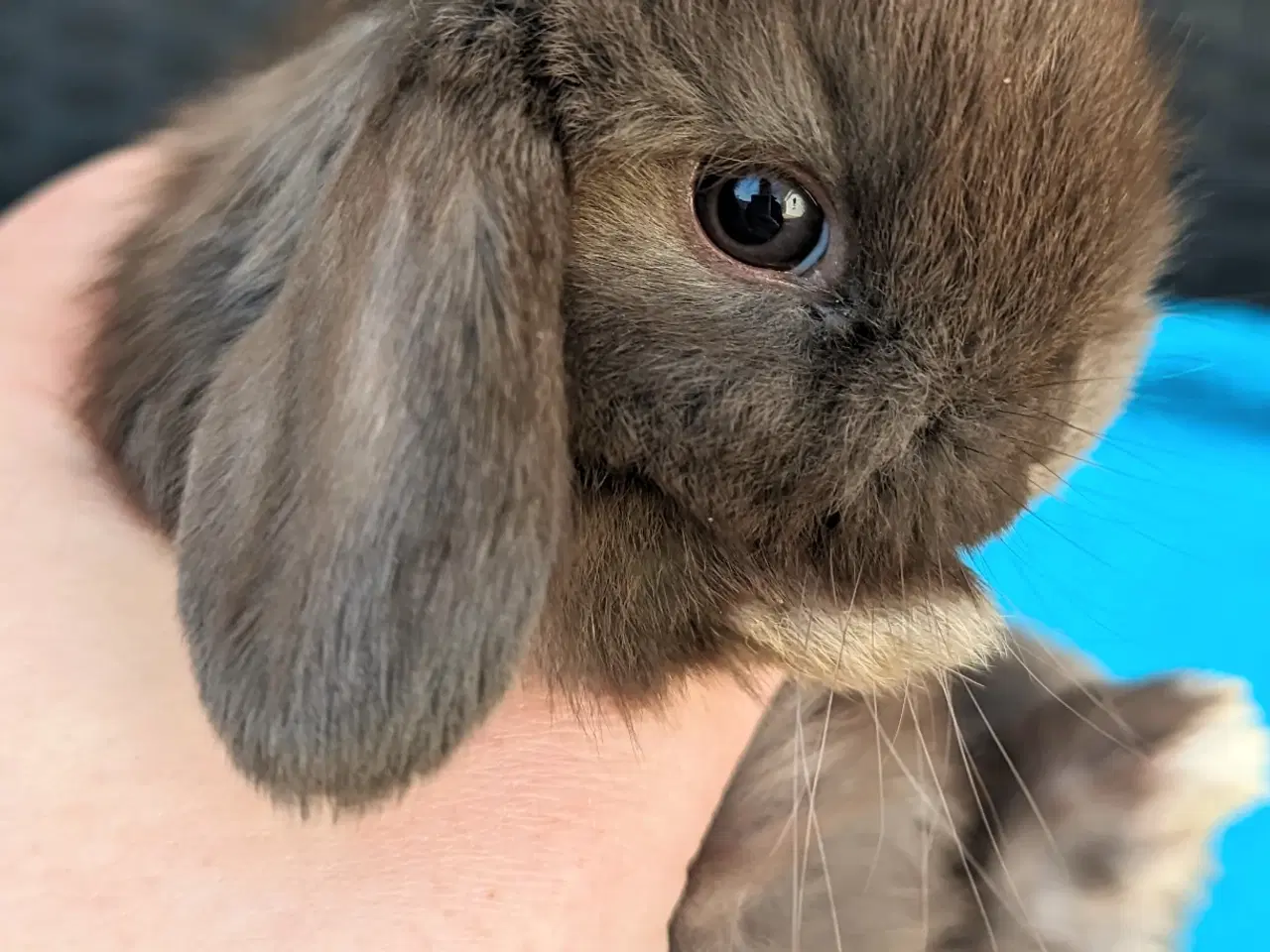 Billede 2 - Minilop kaninunge sælges 