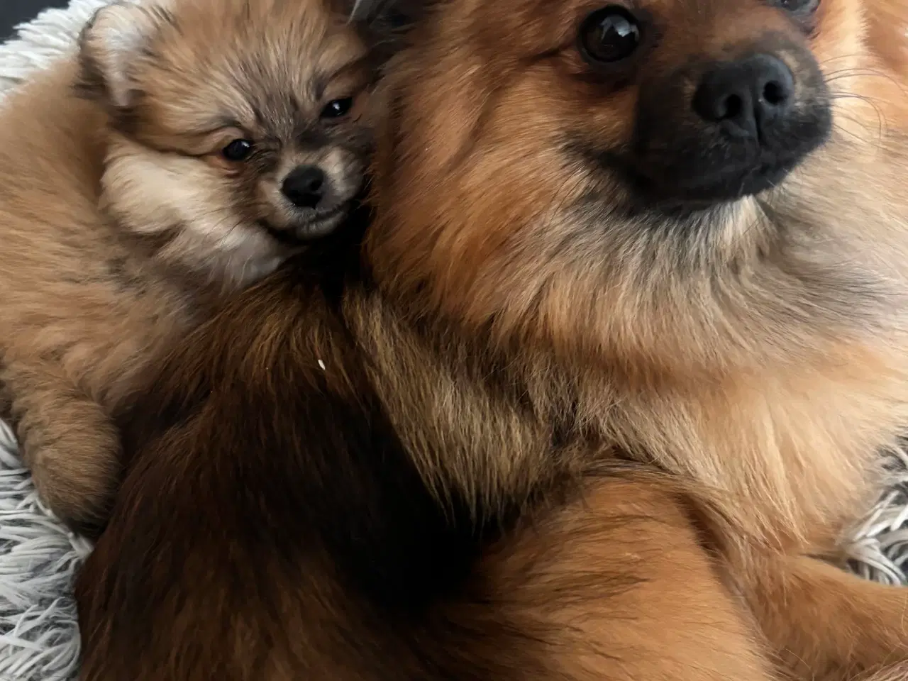 Billede 4 - Walter – Pomeranian han tilbydes til avl