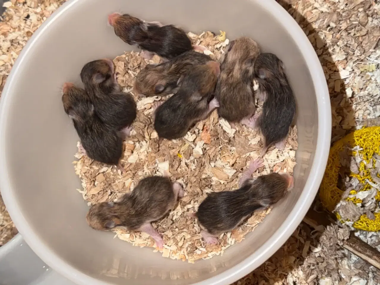 Billede 10 - Guldhamster unger