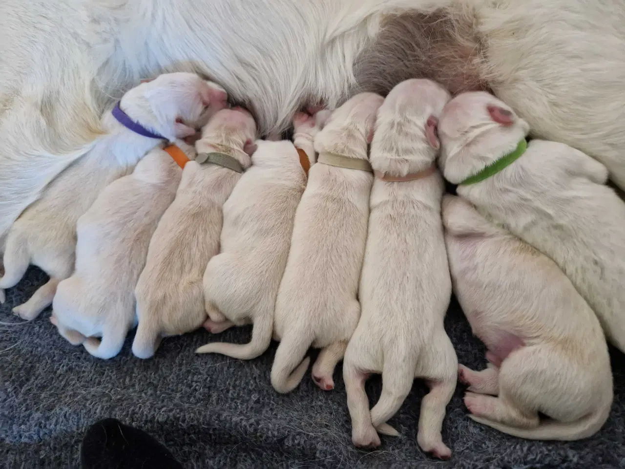 Billede 1 - Golden retriever hvalpe