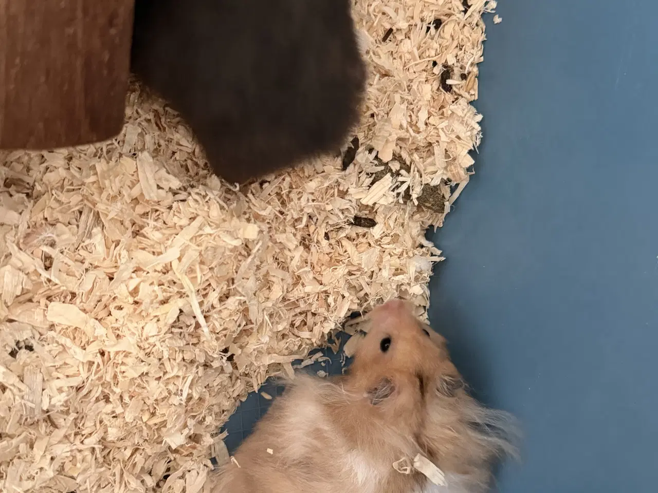 Billede 2 - 2 Guldhamster 