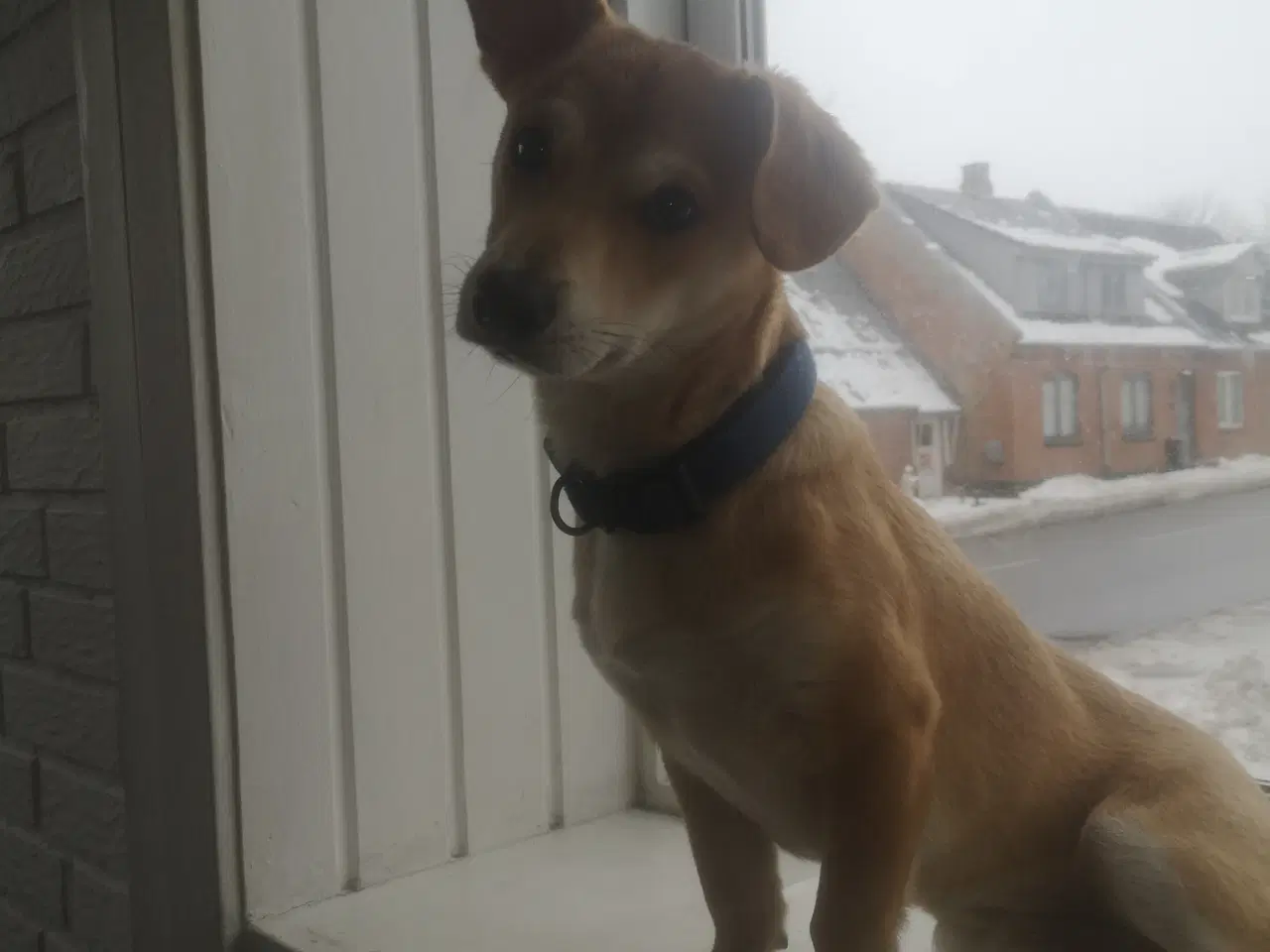 Billede 2 - Lækre paddy, i pleje i DK 