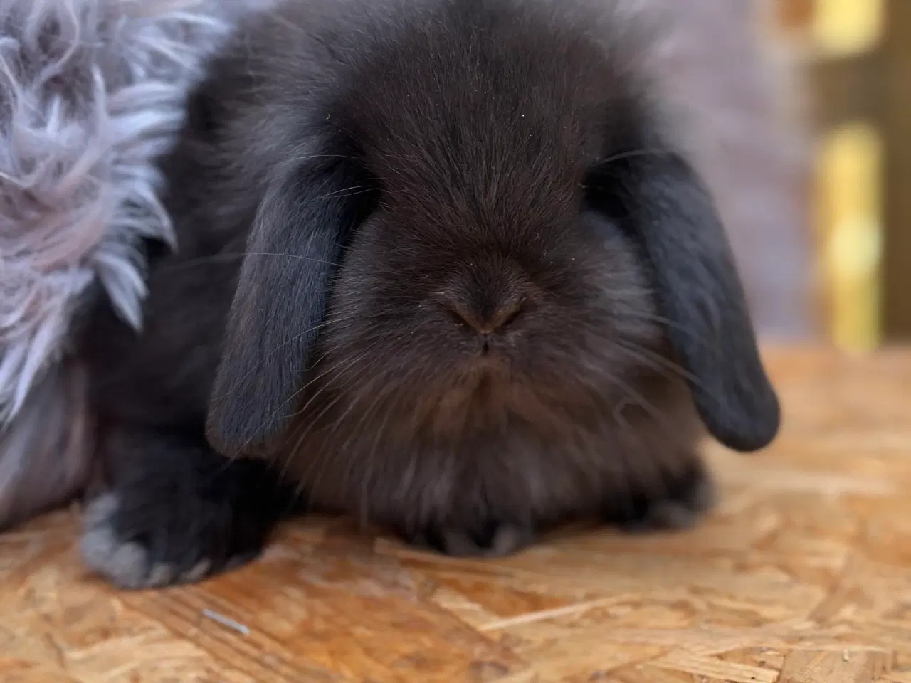 Billede 2 - Mini Lion lop