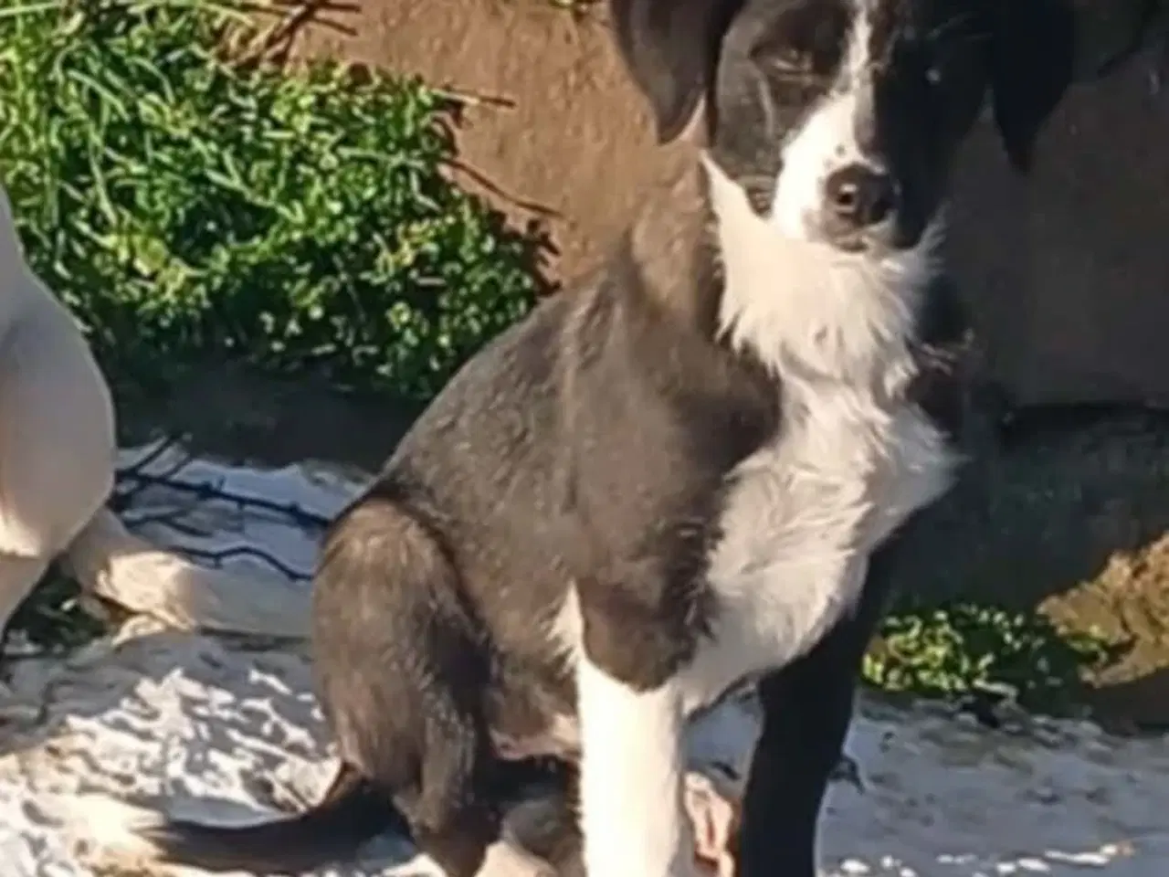 Billede 3 - Søde Rikke søger sit første hjem