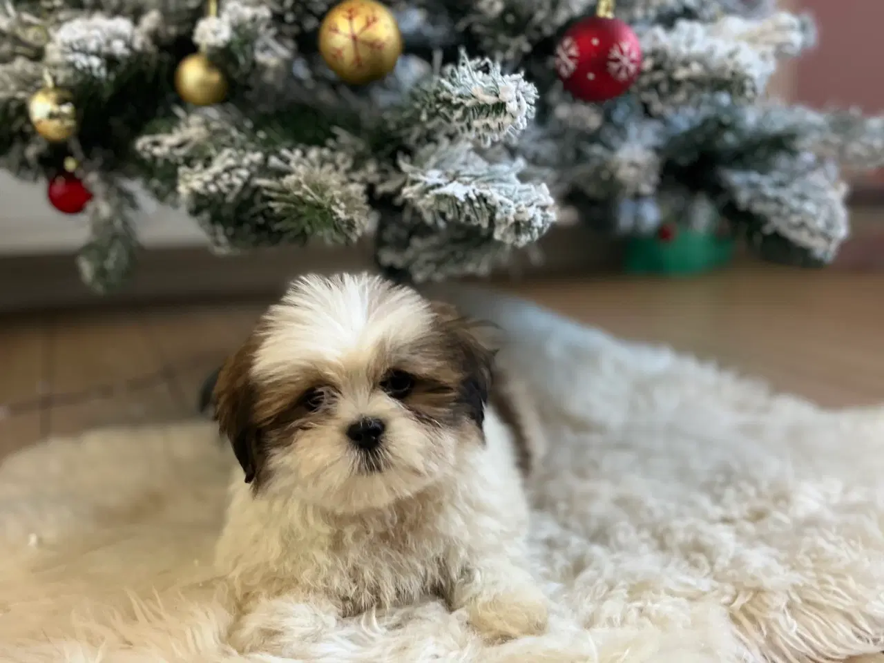 Billede 1 - Lhasa Apso hvalpe 