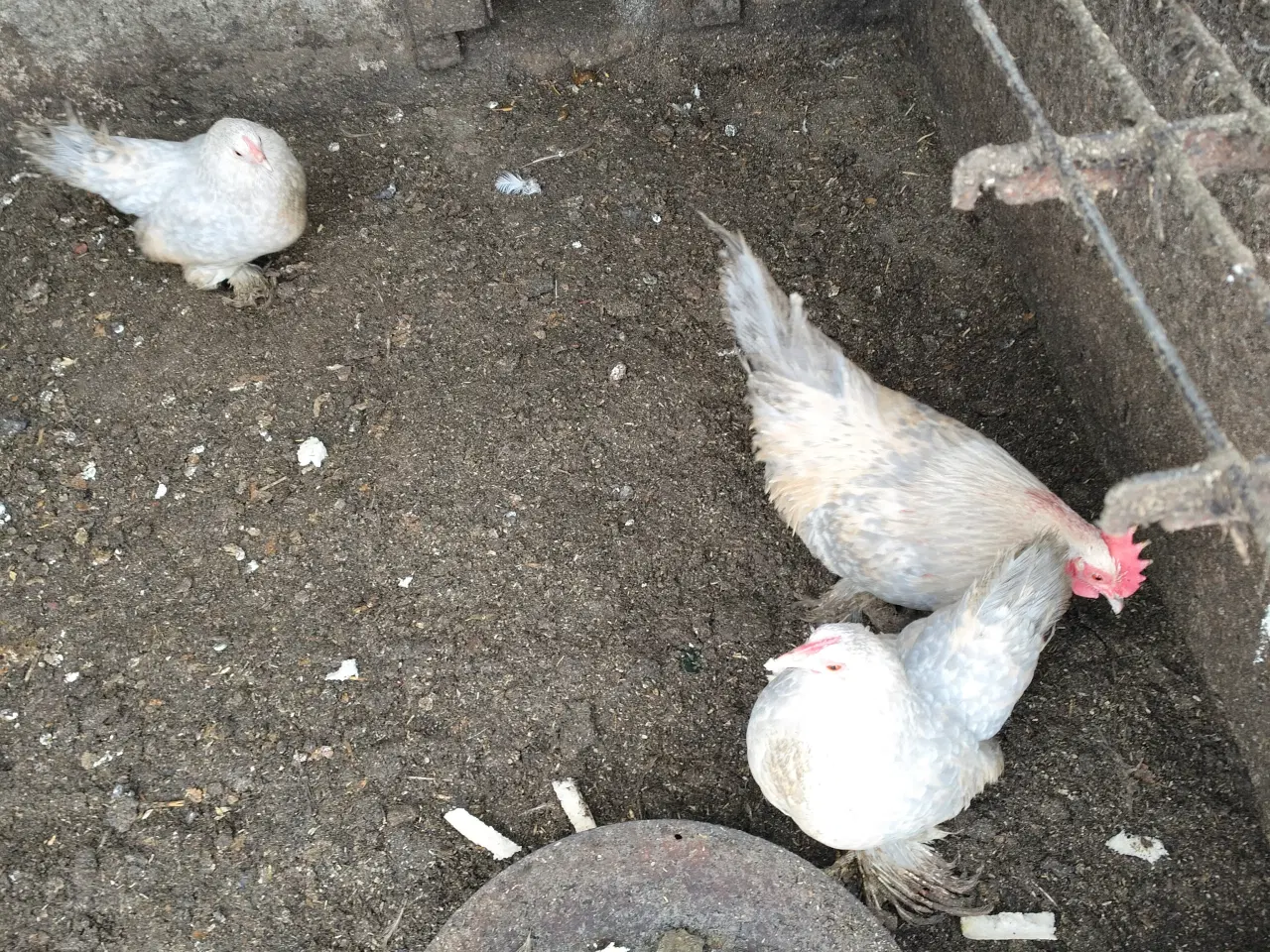 Billede 2 - Dværghøns Mille Flour