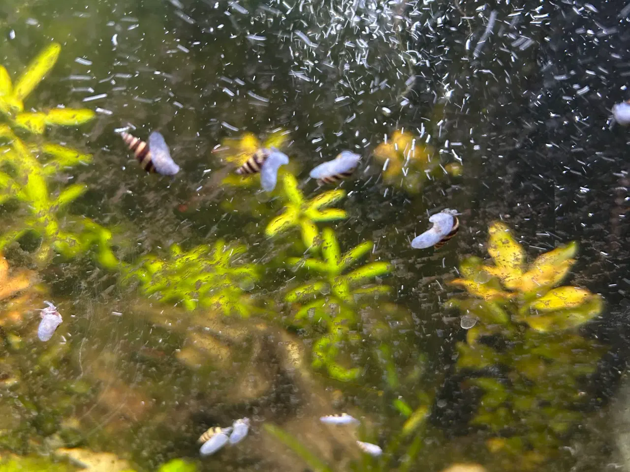 Billede 10 - 🐚 Helena-snegle Premium – 10 stk. | Sendes GLS