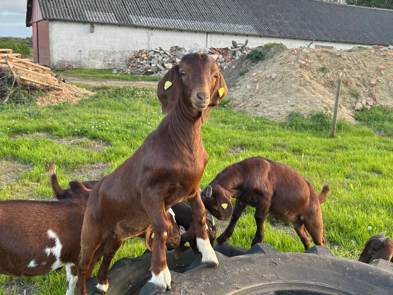 Billede 1 - Boerged 