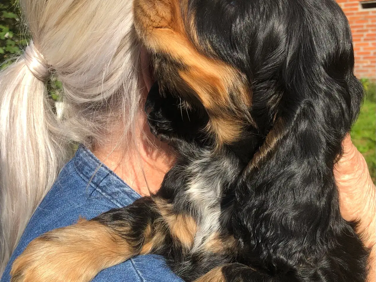 Billede 2 - Engelsk cocker spaniel